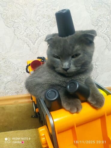 русская голубая кошка баку: Шотландская, Самец, В добрые руки, Самовывоз — 3