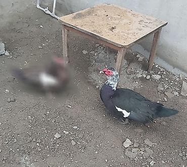 Ördəklər: Krasnadar lal ördəyi,erkək. - Rəng: qara-yaşıl parıltılı lələk — 4