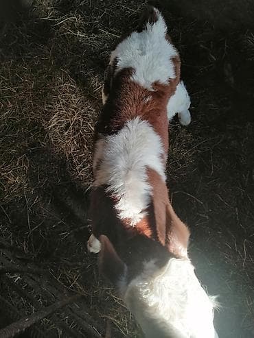 it tap az: Süd istiqamətli buzov - Cins: qırmızı-ağ rəngli, alnı və qarınaltı — 4