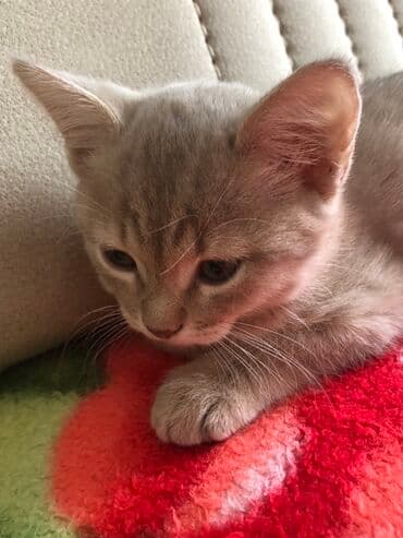 Şotland balaları satılır ikiside erkeydi 2aylıgdı qum terbiyeleri varr