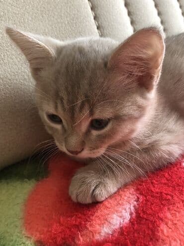 вислоухий кот цена: Şotland balaları satılır ikiside erkeydi 2aylıgdı qum terbiyeleri varr — 1