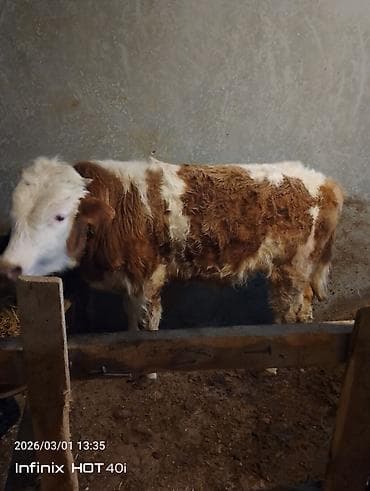 Гуси: Salam simental ərkək danadı real alıcıya endirim olacağ isdiyən olsa — 2