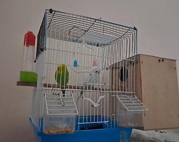 balaca itlərin qiyməti: 7 aylıq papuqaylar satılır cüt şəkildə qəfəsidə üstündə Cəmi 80 azn — 1