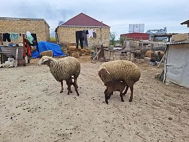 bala papuqay: 1ci qarınlardı damazlıq toxlulardı balaları 2sdə dişdi — 3