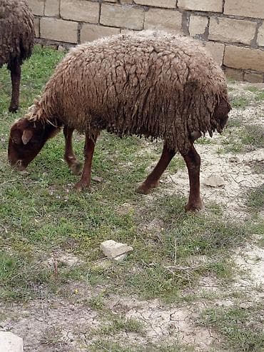 kreditle heyvan satisi: Heyvanlar təcili satılır vatsap AKTİVDİ — 6