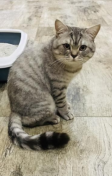 ağ qara pişik: Şinşilla — 3