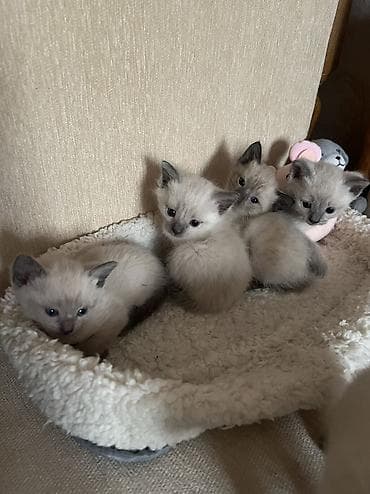 pişik cutleşdirmek: Siam, Erkək, Dişi — 1