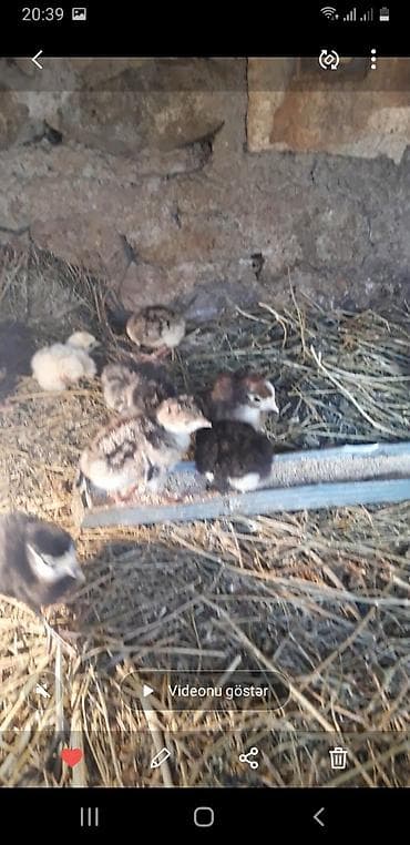 Heyvanlar üçün mallar: Amerikan bronz və qara kanada hinduşqa cücəsi satılır. Ünvan Gəncə — 3