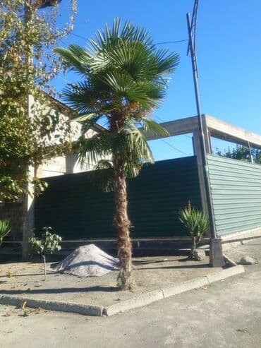 palma ağacları: Dekorativ palma ağacı – Trachycarpus (yelpik yarpaqlı palma) - — 1