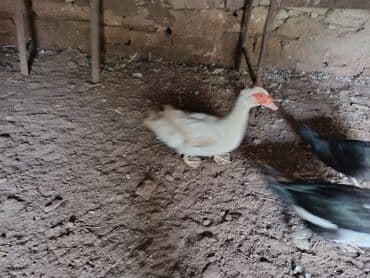 Salam 1 illik 1 ədəd lal Ordək erkek ağ 35 manat 4 ayliğ 4 ədəd erkek lalafo.az -da Salam 1 illik 1 ədəd lal Ordək erkek ağ 35 manat 4 ayliğ 4 ədəd erkek