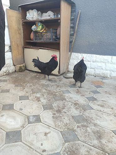 kend toyuqu: Qara rəngli toyuq-çincilər (xoruz və toyuq cütlüyü) cavan heyvanlardı — 8