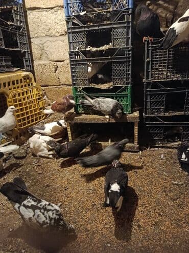 ağ dovşan: Müxtəlif rənglərdə olan göyərçinlər. Qara, ağ, boz və qəhvəyi ləkələri — 2