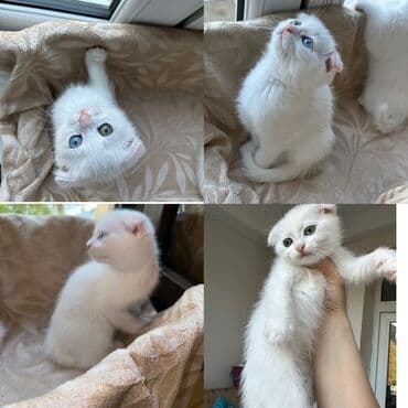 мейн кун купить в баку: Şotland yastı qulaq, Erkək, Dişi, Yaxşı əllərə, Rayonlara çatdırılma — 2