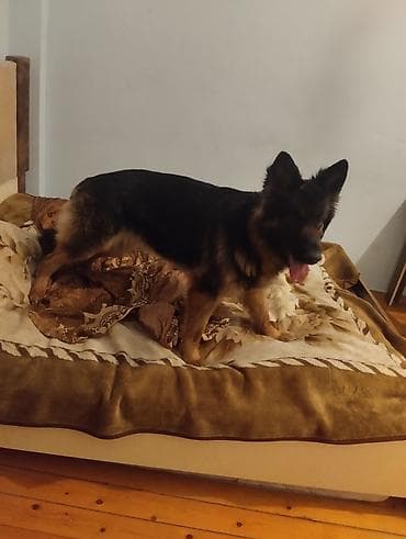 boyuk akvarium: Alman çoban iti, 7 ay, Dişi, Peyvəndli, Ödənişli çatdırılma — 5