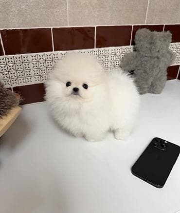 Şpitz, 2 ay, Sənədli lalafo.az -da Şpitz, 2 ay, Sənədli