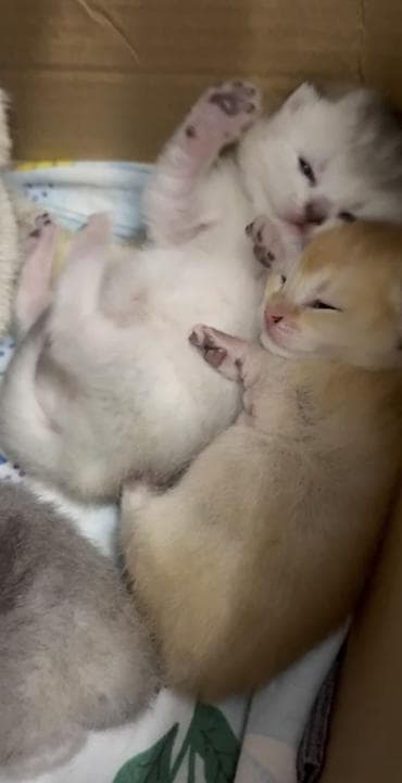 heyvanlar: Şinşilla, Erkək, Cütləşmə üçün — 8