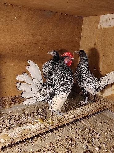 Птицы: Bir xoruz iki fərə.Ucu birgə 120 manat.Biraz asagi yeri var. Unvan — 1