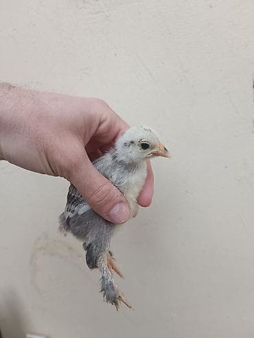 Toyuq cücələri, Damazlıq