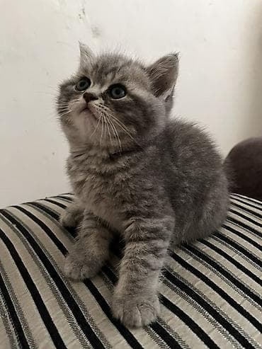 Tabbi — 1