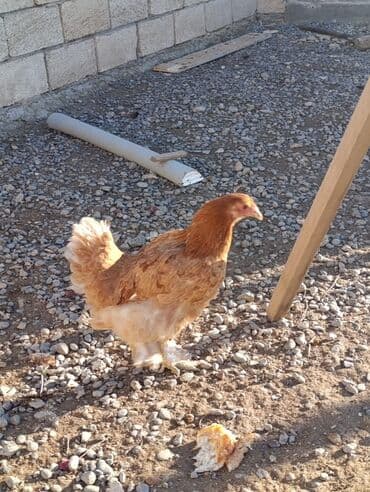 Satılır 6 ayın feresidi