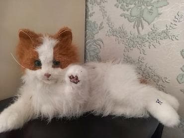 Fiqur lalafo.az -da Fiqur