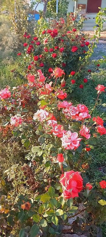 4 otaqlı ev: Zeynalabdin Tağıyev, 90 kv. m, 3 otaqlı, Hovuzsuz — 9