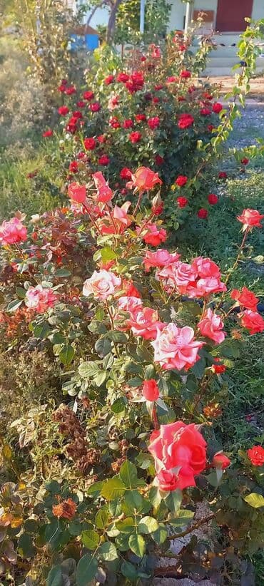 satılık evler: Zeynalabdin Tağıyev, 3 otaqlı, Köhnə tikili, 90 kv. m — 9