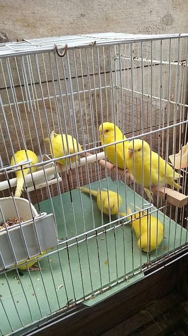 Tamamilə sari rəngdə olan sevimli tutuquşu qirmizi göz qiymet birine lalafo.az -da Tamamilə sari rəngdə olan sevimli tutuquşu qirmizi göz qiymet birine