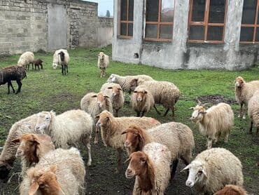 boğaz qoyun: Məhsul: Qoyun 28baş hamzı boğazdı — 5