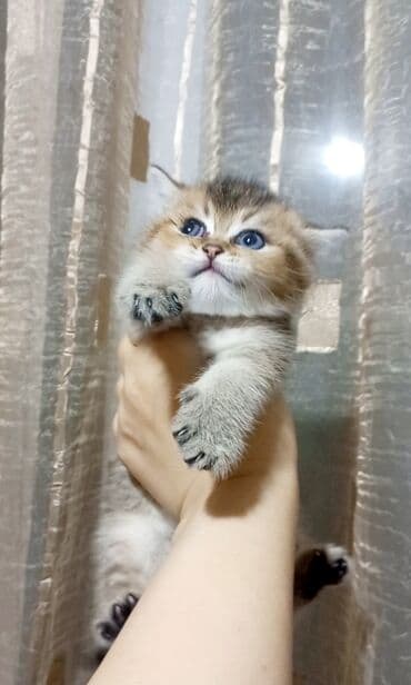 pişik növləri: Britan, Erkək, Yaxşı əllərə, Ünvandan götürmə — 2