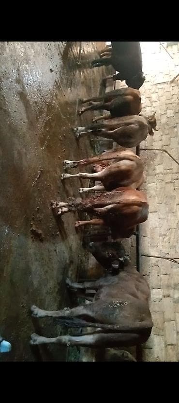 inek balasi: Salam 17 bas qurbanliq danalar her cekide var qiymet 17 m — 3
