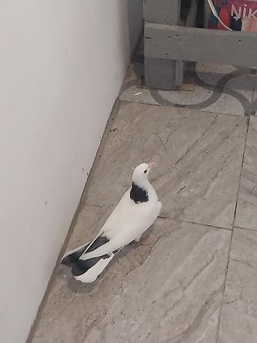 qus nomreleri: Bir balalardi den yeyen balalardi biri 18 biri 20 Tuklerdi.Hundur — 5