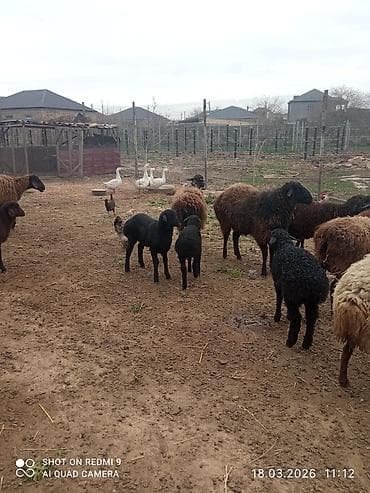 it yem: 5 can birinci ikinci qarına olan quzulu və iki yaş yarımlıq qoç — 10