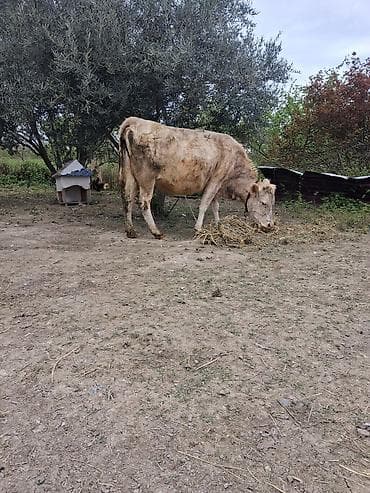 inək sagan: Dişi, il: 9, Südlük, Ünvandan götürmə — 2