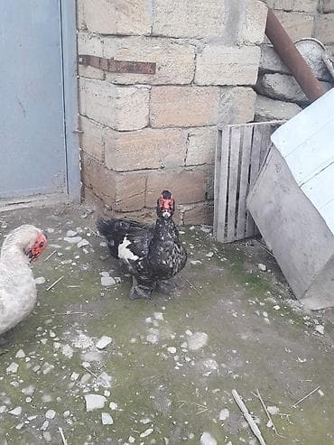 Lavanda macar 3 fere 3 xoruz.Ferenin 1 i30 manat xoruzun 1i 50 manat