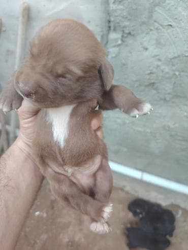 labrador retriver: 20 günlük labrador balalarıdı — 2
