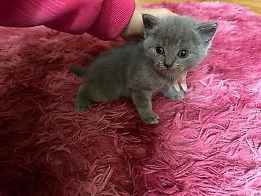 pişik ucuz: Boz və krem rəngli balaca pişiklər - Rənglər: bərk boz (mavi tonlu) — 2