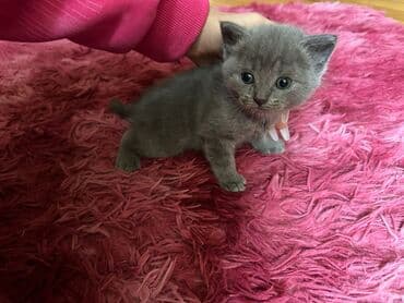 Heyvanlar üçün mallar: Erkək, Dişi, Yaxşı əllərə, Ünvandan götürmə, Pulsuz çatdırılma, Ödənişli çatdırılma — 7