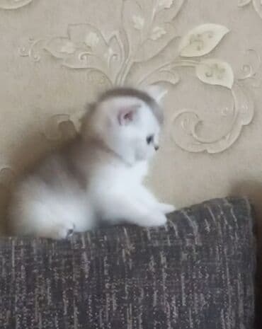 cutlesdirmek ucun pisik: Britan, Erkək, Dişi, Yaxşı əllərə, Ünvandan götürmə — 1