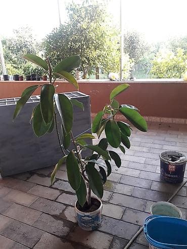 fikus: Hundurliyi 1 metre yaxindi — 1
