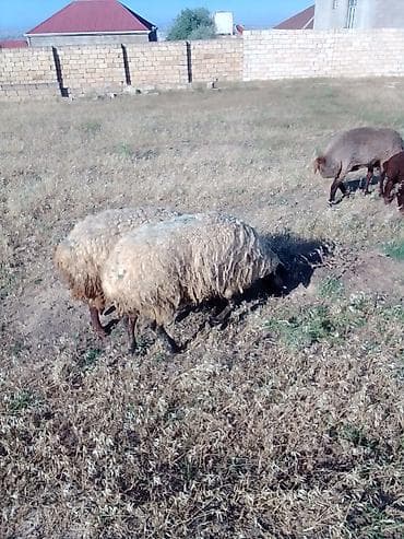 yorqa atlar: 3 dənəsi 1100 manata real alıcıya endirim olacaq istəyən olsa yazsın — 7