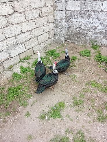 avcarka satisi: 3de lal ordey erkey satlir kesmlik ve damzliq aktiv erkeylerdi Keslib — 2