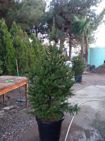 sumax ağacı: Yeni il şamları Pixta və Kremlovski təbii şamlar dibçəkdə topdan en — 13