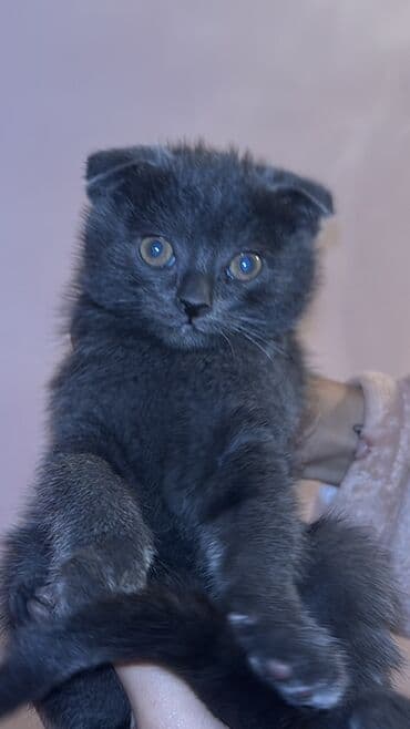 шотландский вислоухий котенок баку: Шотладская вислоухая — 3