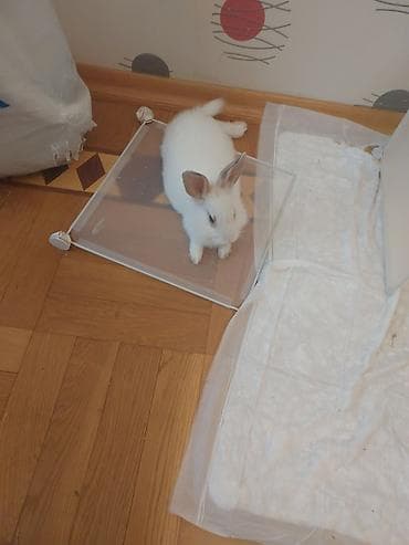 quba heyvanlar: Dozangurd Dovşan satılır. Son qiymət 70 manatdır. Cinsiyəti ğizdır.Çox — 1