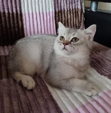 K/t heyvanları və malları: Şotland, Ünvandan götürmə — 10