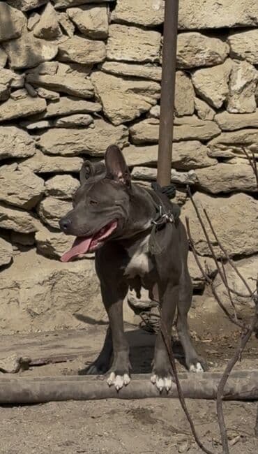 çoban iti satisi: Pitbul, Erkek — 1