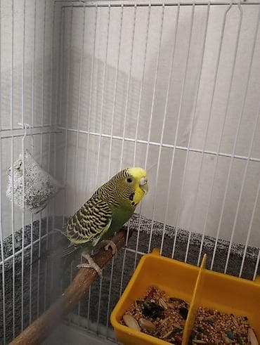 Digər quşlar: Növ: Dalğalı tutuquşu Rəng: Yaşıl bədən, sarı baş, qara-naqişli kürək — 7