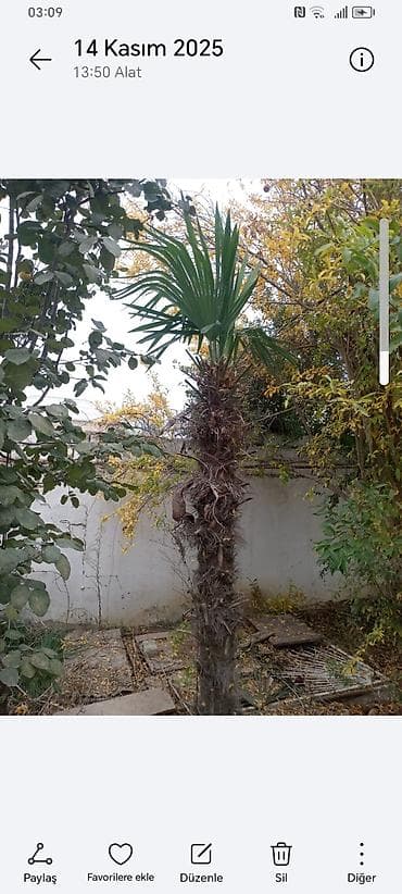 yolka agaci: Təsvir: - Nadir dekorativ xurma ağacları (Trachycarpus tipli, yelpik — 6