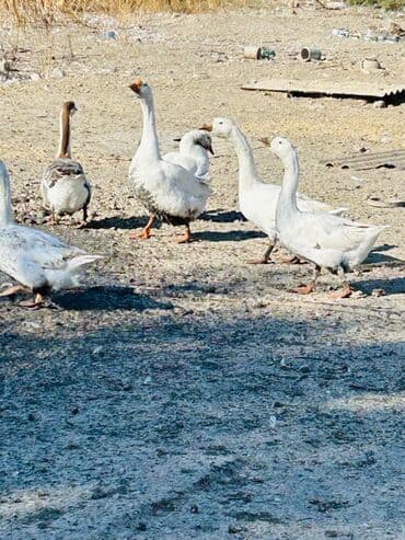 Toyuqlar: Məhsul: Qaz sürüsü Təsvir: - Şəkillərdə bir neçə baş ağ və qarışıq — 1